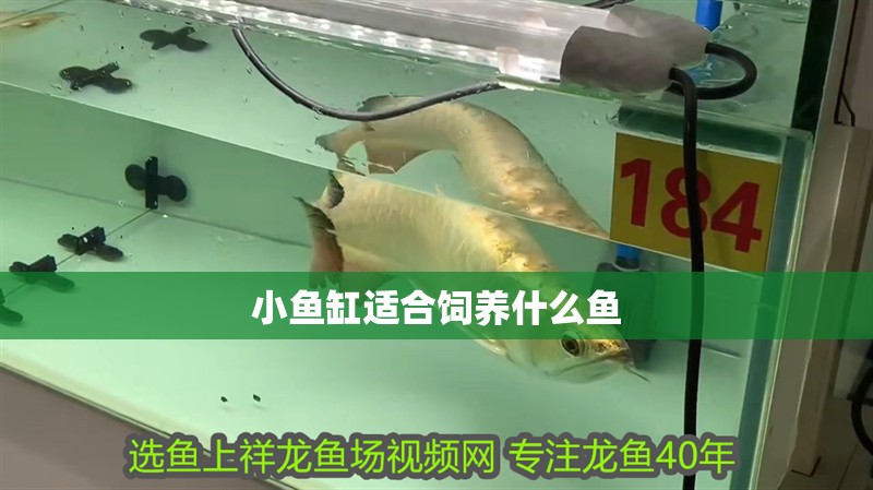 小魚(yú)缸適合飼養(yǎng)什么魚(yú)