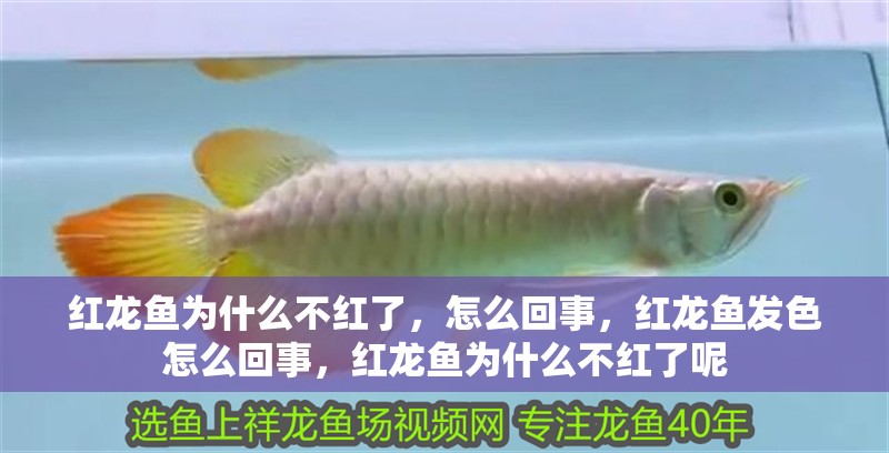 紅龍魚為什么不紅了，怎么回事，紅龍魚發色怎么回事，紅龍魚為什么不紅了呢