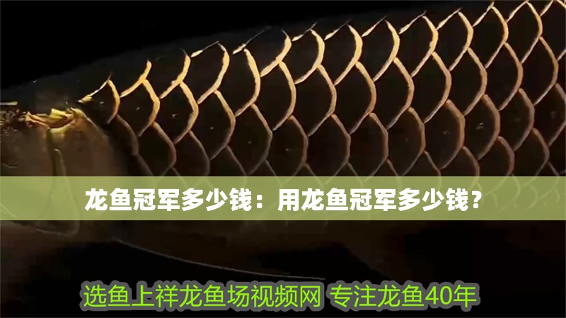 龍魚冠軍多少錢：用龍魚冠軍多少錢？