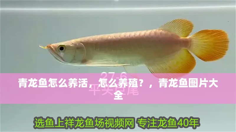 青龍魚怎么養活，怎么養殖？，青龍魚圖片大全