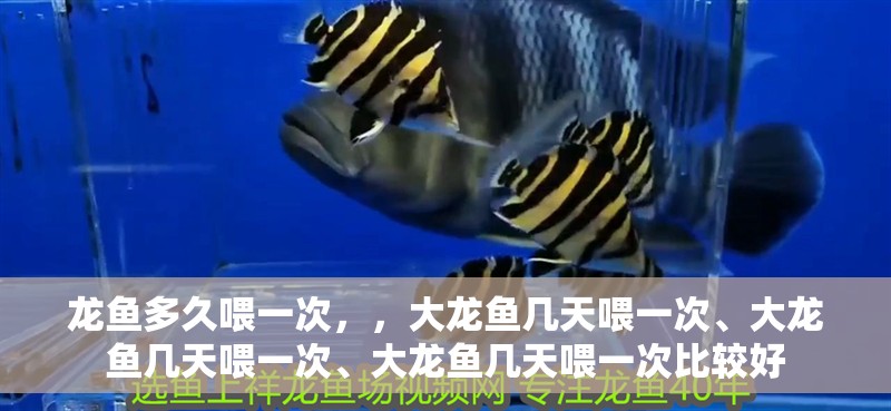 龍魚多久喂一次，，大龍魚幾天喂一次、大龍魚幾天喂一次、大龍魚幾天喂一次比較好