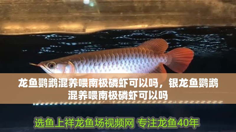 龍魚鸚鵡混養喂南極磷蝦可以嗎，銀龍魚鸚鵡混養喂南極磷蝦可以嗎
