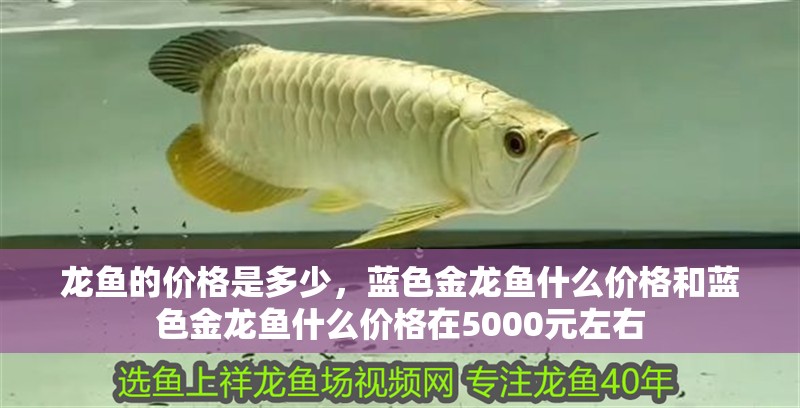 龍魚的價格是多少，藍色金龍魚什么價格和藍色金龍魚什么價格在5000元左右