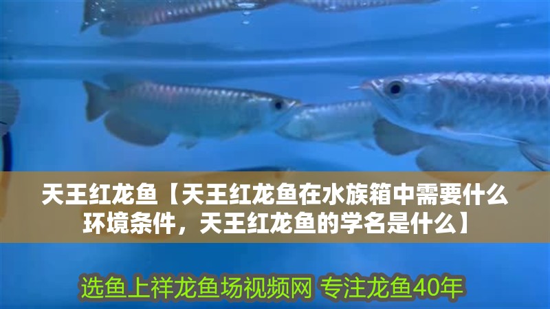 天王紅龍魚【天王紅龍魚在水族箱中需要什么環境條件，天王紅龍魚的學名是什么】