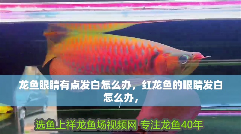 龍魚眼睛有點發(fā)白怎么辦，紅龍魚的眼睛發(fā)白怎么辦，