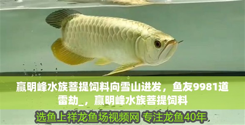 贏明峰水族菩提飼料向雪山進發，魚友9981道雷劫_，贏明峰水族菩提飼料