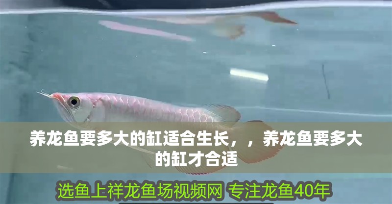 養(yǎng)龍魚要多大的缸適合生長，，養(yǎng)龍魚要多大的缸才合適