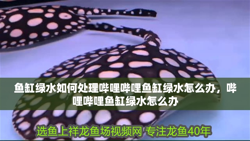 魚缸綠水如何處理嗶哩嗶哩魚缸綠水怎么辦，嗶哩嗶哩魚缸綠水怎么辦