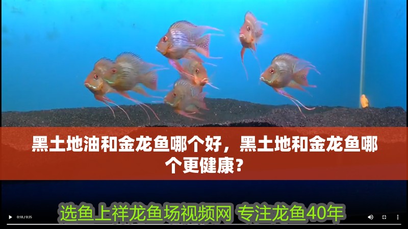 黑土地油和金龍魚哪個好，黑土地和金龍魚哪個更健康？