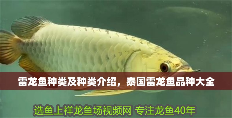 雷龍魚種類及種類介紹，泰國雷龍魚品種大全 雷龍魚種類及種類介紹，泰國雷龍魚品種大全 觀賞魚百科 第2張