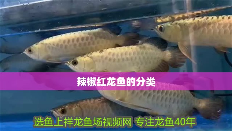辣椒紅龍魚(yú)的分類(lèi)