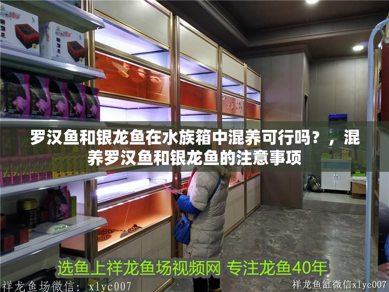 羅漢魚和銀龍魚在水族箱中混養可行嗎？，混養羅漢魚和銀龍魚的注意事項