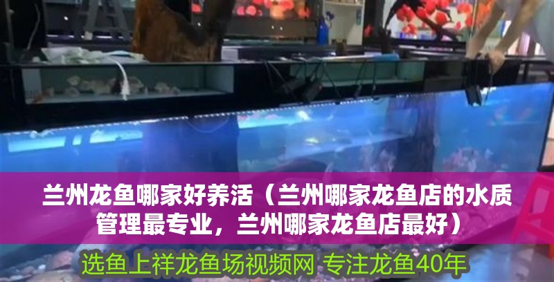 蘭州龍魚(yú)哪家好養(yǎng)活（蘭州哪家龍魚(yú)店的水質(zhì)管理最專(zhuān)業(yè)，蘭州哪家龍魚(yú)店最好）