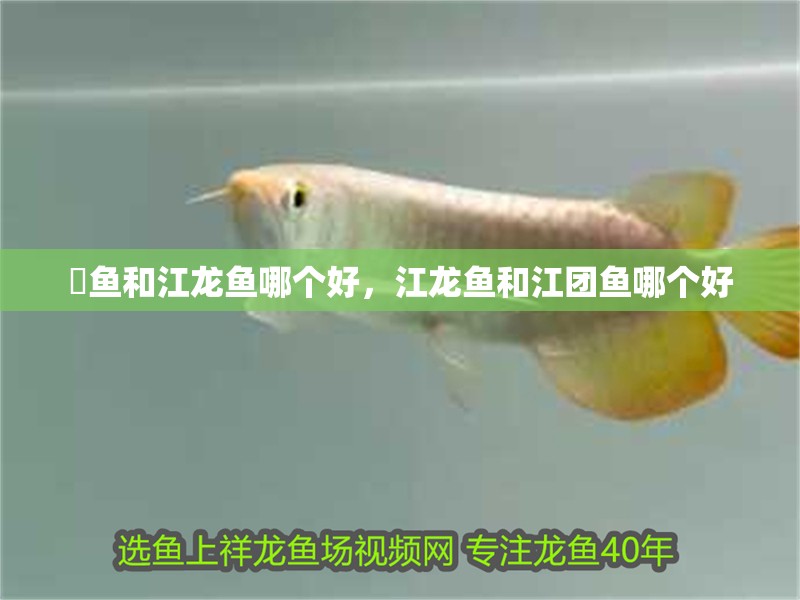 鮰魚和江龍魚哪個好，江龍魚和江團魚哪個好