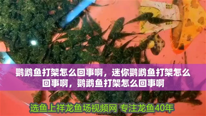 鸚鵡魚打架怎么回事啊，迷你鸚鵡魚打架怎么回事啊，鸚鵡魚打架怎么回事啊