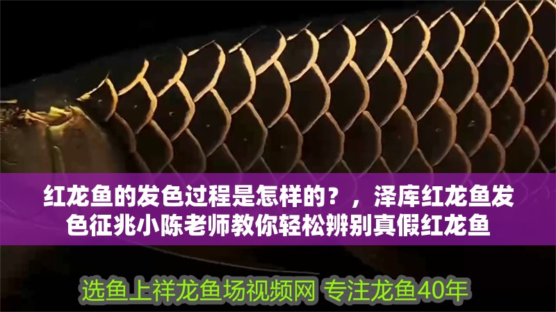 紅龍魚的發色過程是怎樣的？，澤庫紅龍魚發色征兆小陳老師教你輕松辨別真假紅龍魚