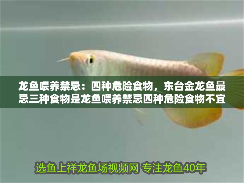 龍魚喂養禁忌：四種危險食物，東臺金龍魚最忌三種食物是龍魚喂養禁忌四種危險食物不宜常給