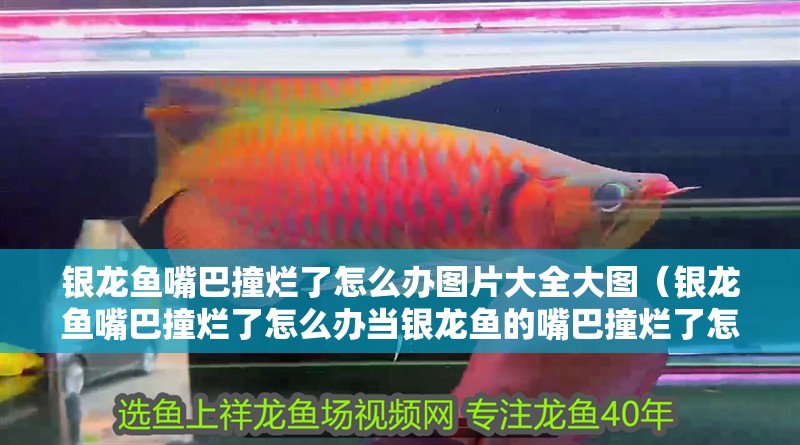 銀龍魚嘴巴撞爛了怎么辦圖片大全大圖（銀龍魚嘴巴撞爛了怎么辦當銀龍魚的嘴巴撞爛了怎么辦）