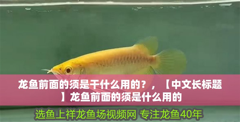 龍魚前面的須是干什么用的？，【中文長標題】龍魚前面的須是什么用的 龍魚前面的須是干什么用的？，【中文長標題】龍魚前面的須是什么用的 觀賞魚百科 第2張