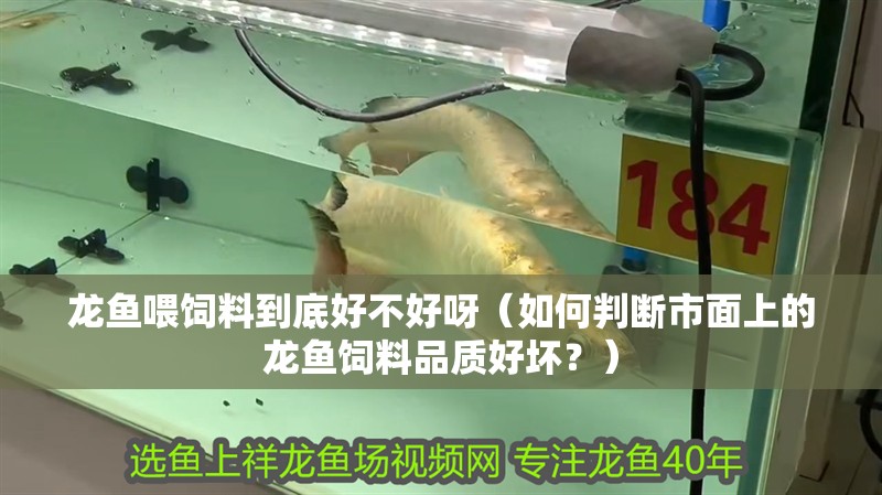 龍魚喂飼料到底好不好呀（如何判斷市面上的龍魚飼料品質好壞？）