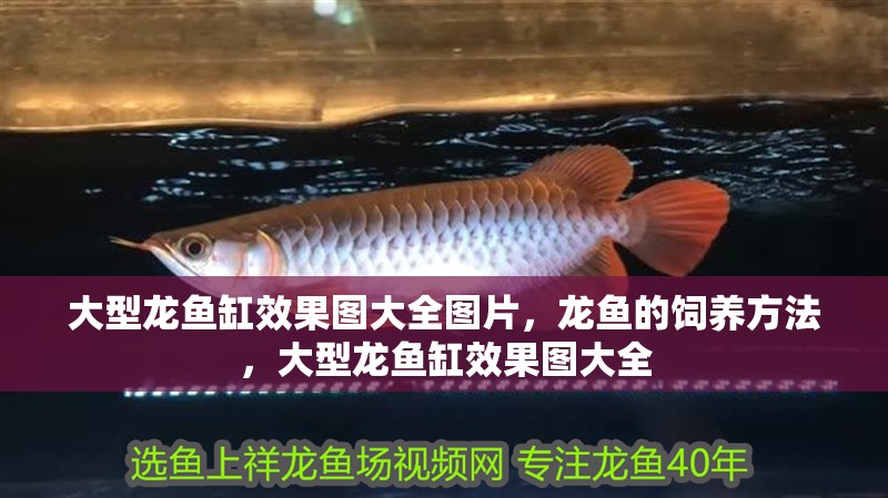 大型龍魚缸效果圖大全圖片，龍魚的飼養(yǎng)方法，大型龍魚缸效果圖大全