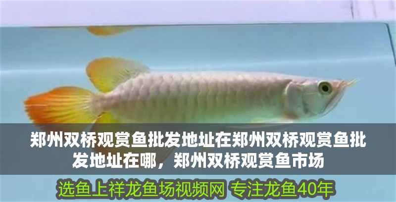 鄭州雙橋觀賞魚批發(fā)地址在鄭州雙橋觀賞魚批發(fā)地址在哪，鄭州雙橋觀賞魚市場