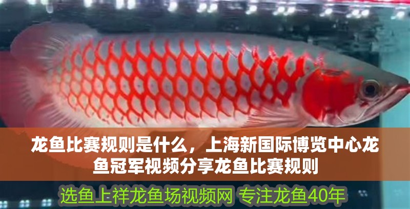 龍魚比賽規(guī)則是什么，上海新國際博覽中心龍魚冠軍視頻分享龍魚比賽規(guī)則