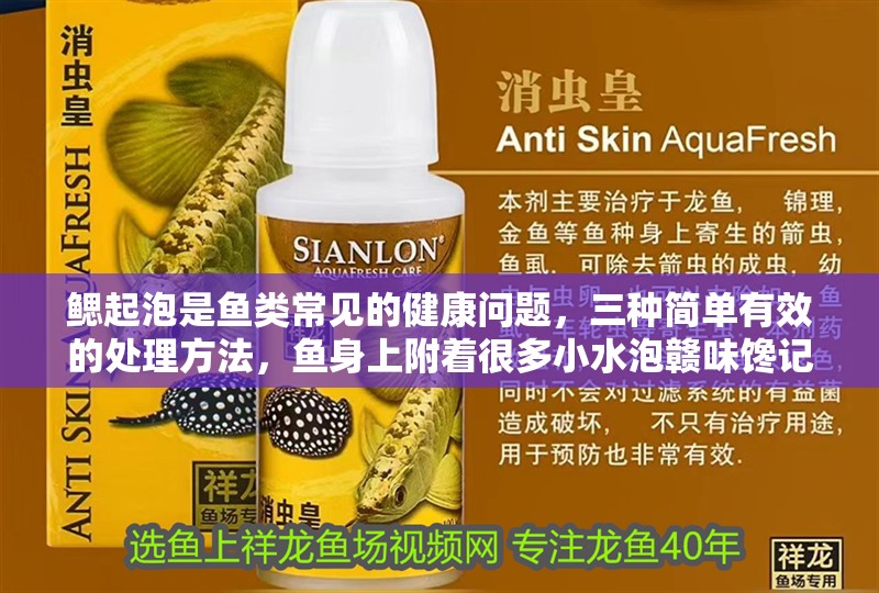 鰓起泡是魚類常見的健康問(wèn)題，三種簡(jiǎn)單有效的處理方法，魚身上附著很多小水泡贛味饞記怎么辦