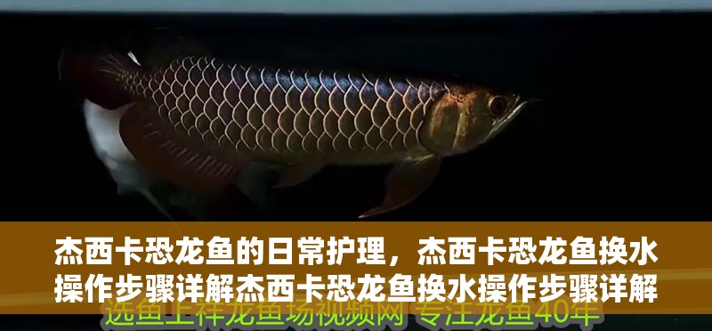 杰西卡恐龍魚(yú)的日常護(hù)理，杰西卡恐龍魚(yú)換水操作步驟詳解杰西卡恐龍魚(yú)換水操作步驟詳解