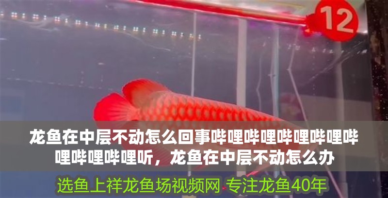 龍魚在中層不動怎么回事嗶哩嗶哩嗶哩嗶哩嗶哩嗶哩嗶哩聽，龍魚在中層不動怎么辦