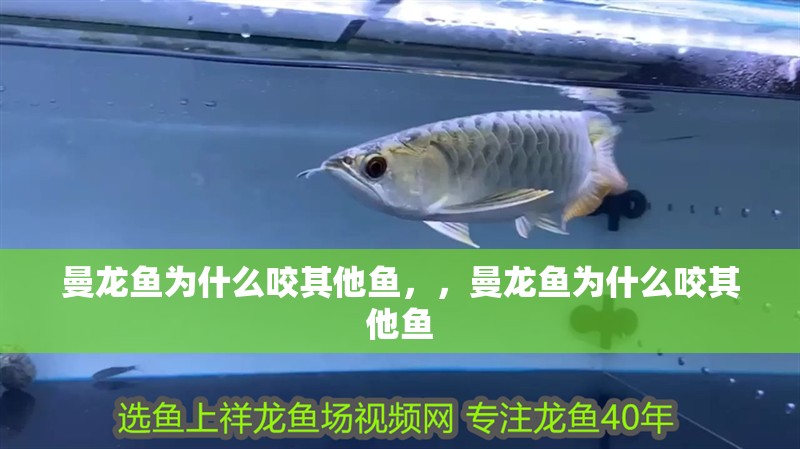 曼龍魚為什么咬其他魚，，曼龍魚為什么咬其他魚