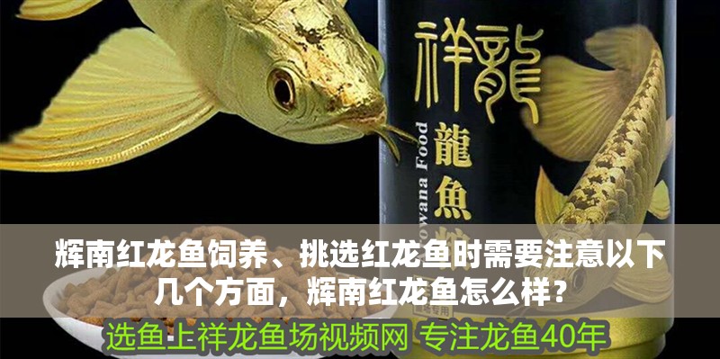 輝南紅龍魚飼養、挑選紅龍魚時需要注意以下幾個方面，輝南紅龍魚怎么樣？