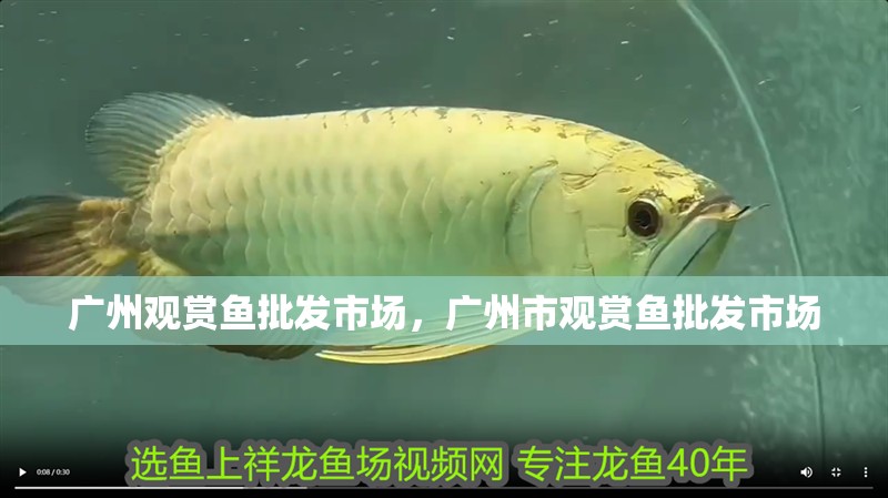 廣州觀賞魚批發市場，廣州市觀賞魚批發市場