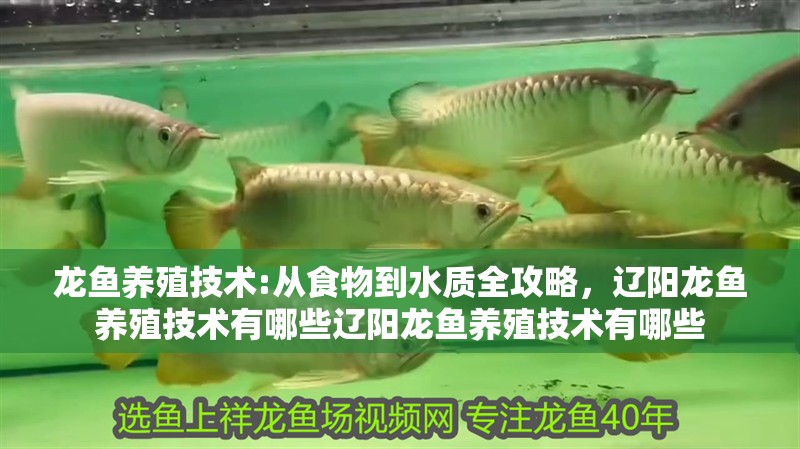 龍魚養殖技術:從食物到水質全攻略，遼陽龍魚養殖技術有哪些遼陽龍魚養殖技術有哪些
