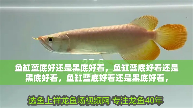 魚缸藍底好還是黑底好看，魚缸藍底好看還是黑底好看，魚缸藍底好看還是黑底好看，
