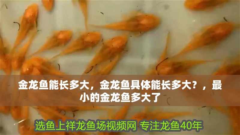 金龍魚能長多大,金龍魚具體能長多大?,最小的金龍魚多大了 觀賞魚百科 第2張 金龍魚能長多大,金龍魚具體能長多大?,最小的金龍魚多大了 金龍魚能長多大,金龍魚具體能長多大?,最小的金龍魚多大了 觀賞魚百科 第2張