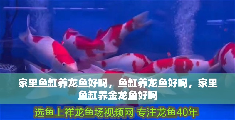 家里魚缸養龍魚好嗎，魚缸養龍魚好嗎，家里魚缸養金龍魚好嗎