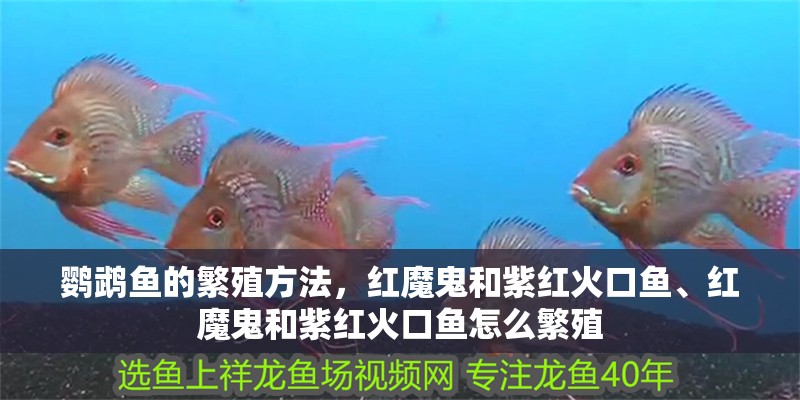 鸚鵡魚的繁殖方法，紅魔鬼和紫紅火口魚、紅魔鬼和紫紅火口魚怎么繁殖