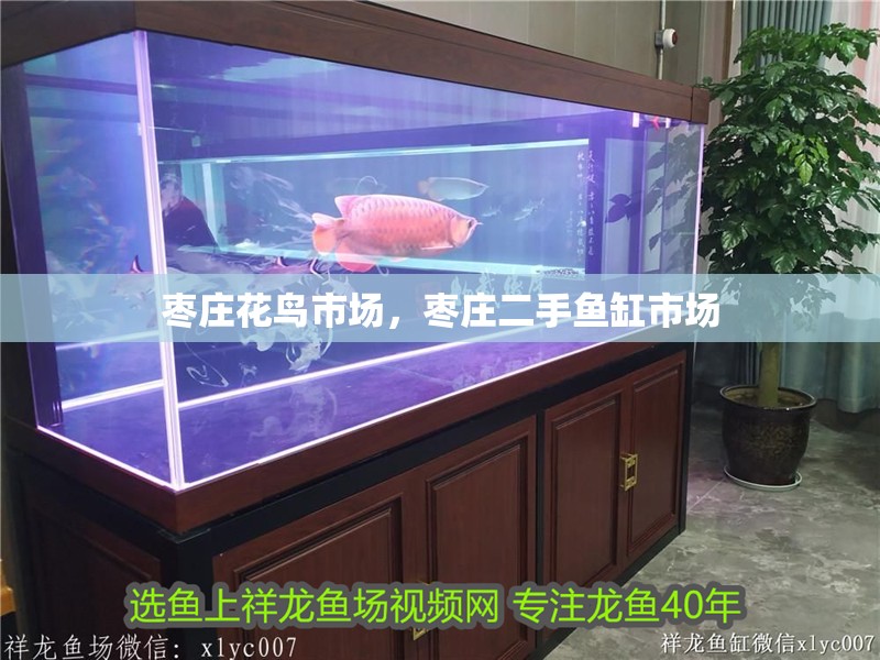 棗莊花鳥市場，棗莊二手魚缸市場