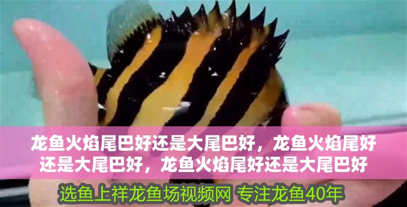 龍魚火焰尾巴好還是大尾巴好，龍魚火焰尾好還是大尾巴好，龍魚火焰尾好還是大尾巴好
