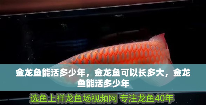金龍魚能活多少年，金龍魚可以長(zhǎng)多大，金龍魚能活多少年