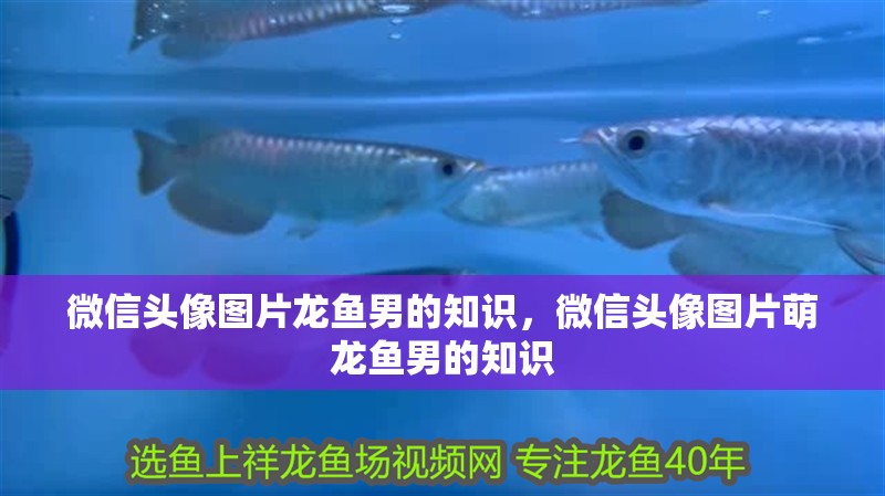 微信頭像圖片龍魚男的知識，微信頭像圖片萌龍魚男的知識