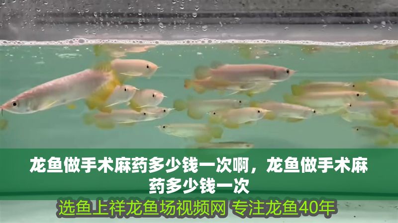 龍魚做手術麻藥多少錢一次啊，龍魚做手術麻藥多少錢一次