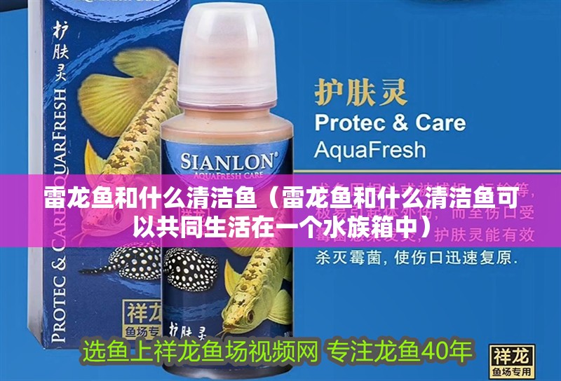 雷龍魚和什么清潔魚（雷龍魚和什么清潔魚可以共同生活在一個水族箱中）