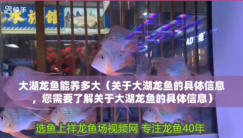 大湖龍魚能養多大（關于大湖龍魚的具體信息，您需要了解關于大湖龍魚的具體信息）