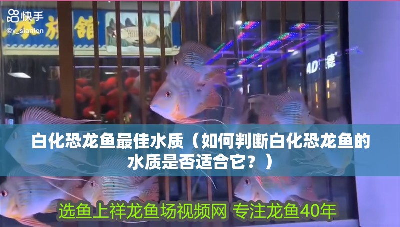 白化恐龍魚最佳水質(zhì)（如何判斷白化恐龍魚的水質(zhì)是否適合它？）