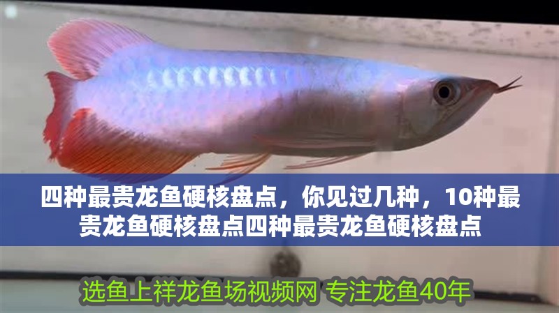 四種最貴龍魚硬核盤點，你見過幾種，10種最貴龍魚硬核盤點四種最貴龍魚硬核盤點