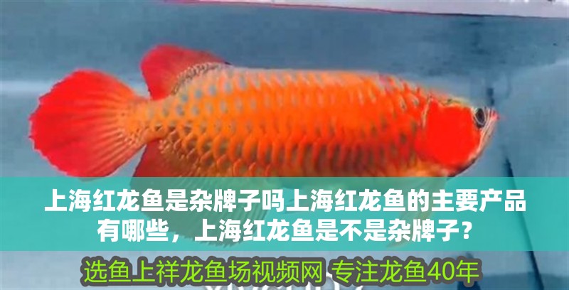上海紅龍魚是雜牌子嗎上海紅龍魚的主要產品有哪些，上海紅龍魚是不是雜牌子？ 上海紅龍魚是雜牌子嗎上海紅龍魚的主要產品有哪些，上海紅龍魚是不是雜牌子？ 觀賞魚百科 第9張