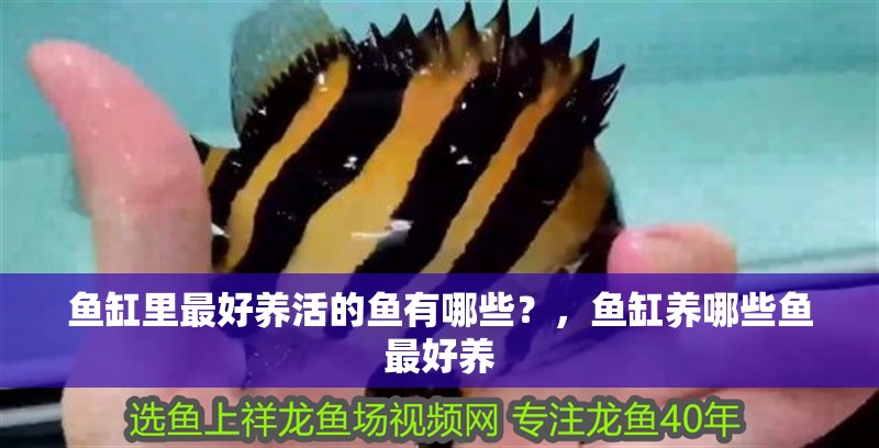 魚缸里最好養(yǎng)活的魚有哪些？，魚缸養(yǎng)哪些魚最好養(yǎng)