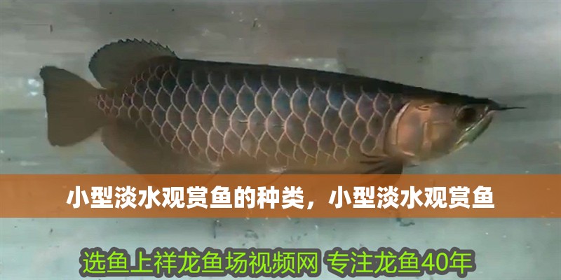 小型淡水觀賞魚的種類，小型淡水觀賞魚 小型淡水觀賞魚的種類，小型淡水觀賞魚 觀賞魚百科 第2張